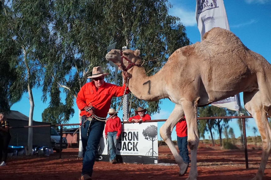 Camel Cup organiser Chris Hill with one of the racing camels at this year's event.