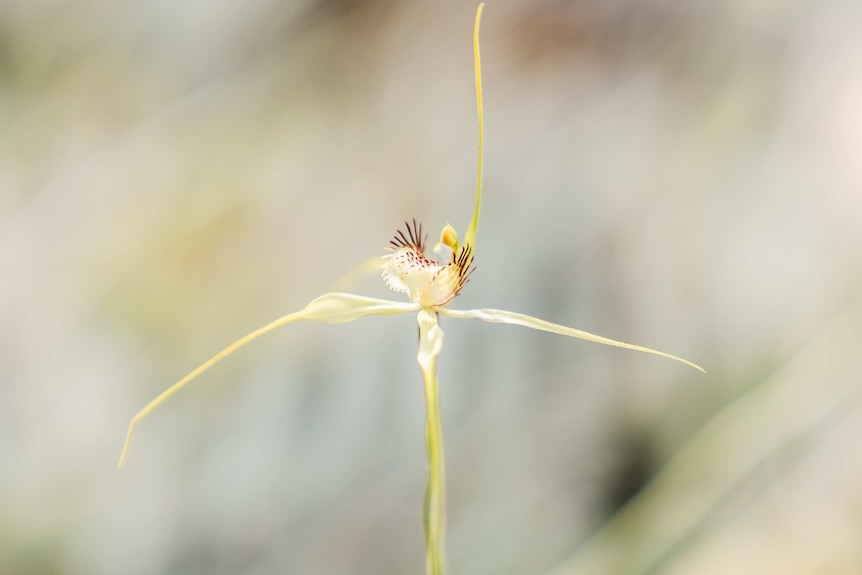 A close-up shot of a Bussell's spider orchid.