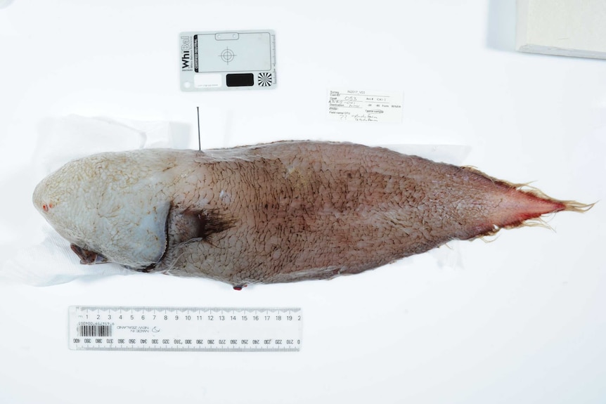 "Faceless fish" found as scientists explore the eastern abyss