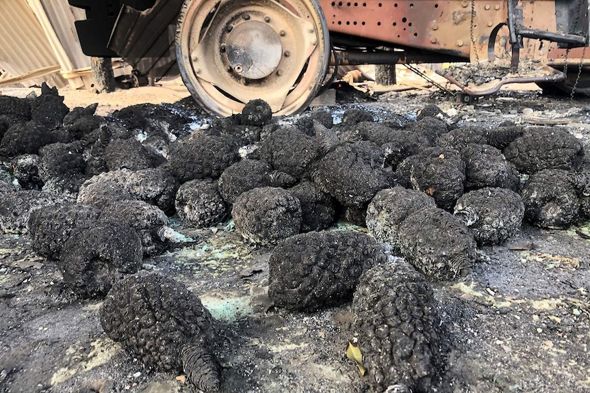 Charred pineapples on the ground and bushfire-destroyed farm equipment at a pineapple farm at Bungundarra.