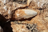 Photo of stolen megalodon fossil from the Cape Range National Park in Western Australia.