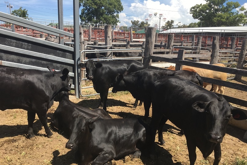 Graziers donated 25 cattle for the auction.