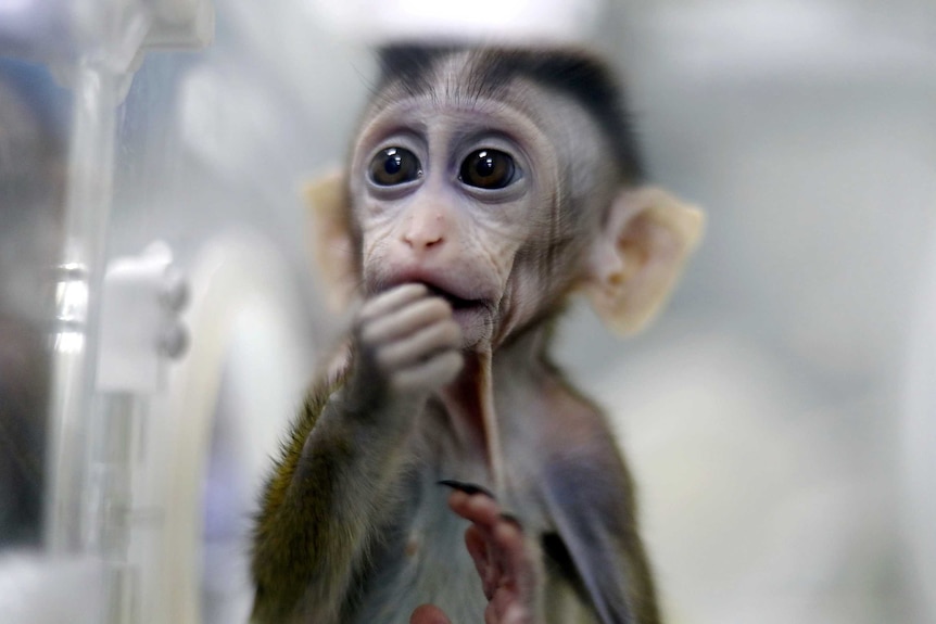 A  young cloned macaque looks past the camera in a lab.
