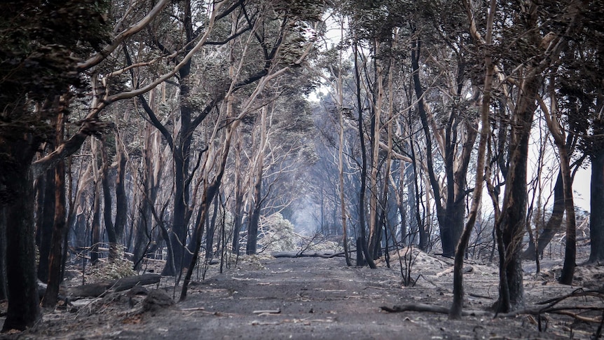 Burned trees line a road at Cobden, Victoria.