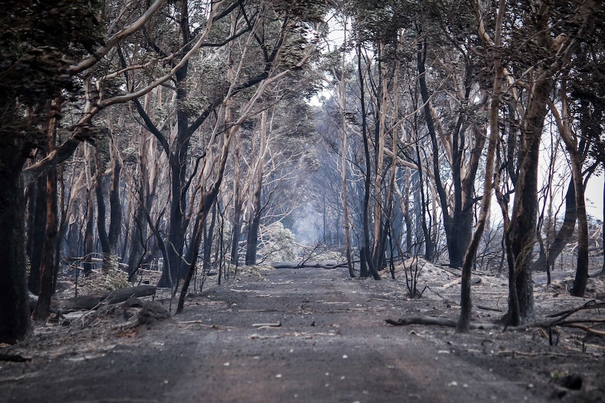 Burned trees line a road at Cobden, Victoria.