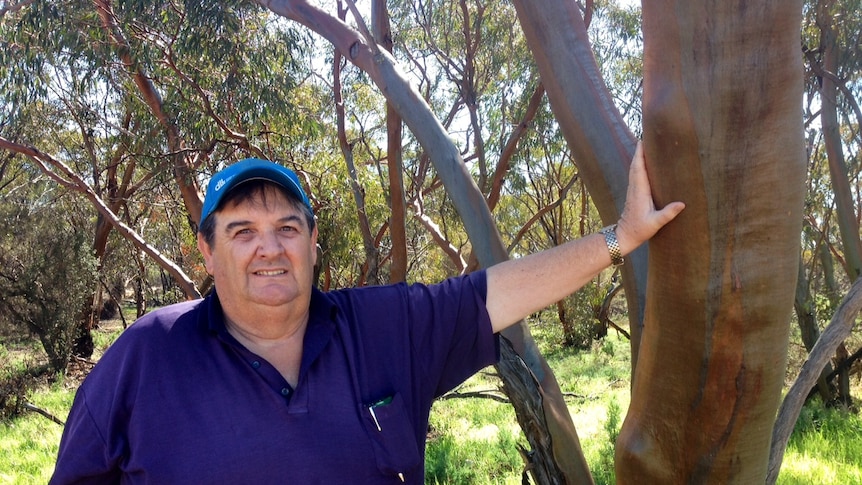 Farmer John Nicoletti, dressed in a blue polo shirt and blue hat, leans against a large tree in bushland near his Westonia farms