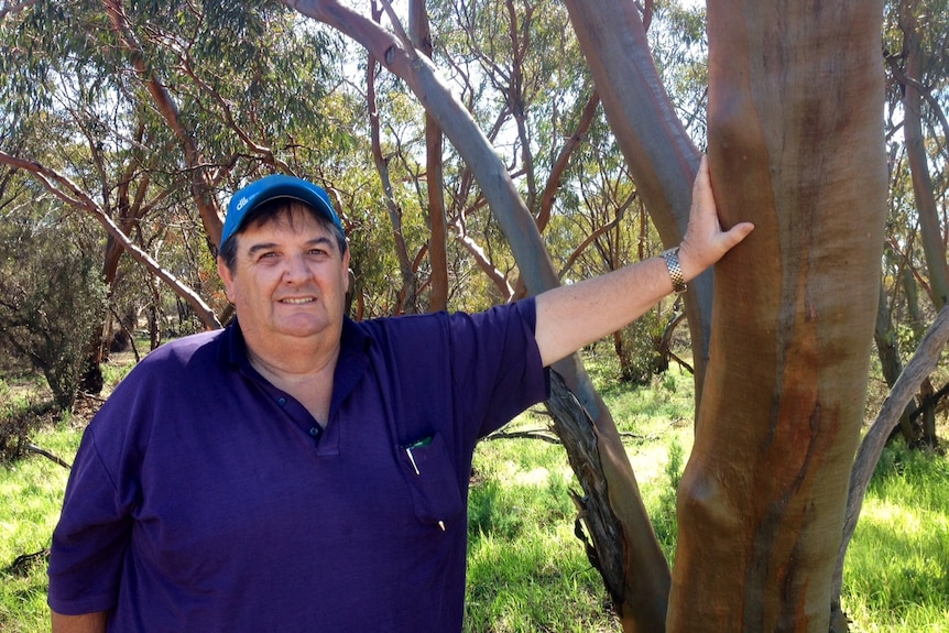 Farmer John Nicoletti, dressed in a blue polo shirt and blue hat, leans against a large tree in bushland near his Westonia farms
