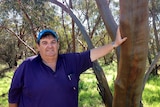 Farmer John Nicoletti, dressed in a blue polo shirt and blue hat, leans against a large tree in bushland near his Westonia farms