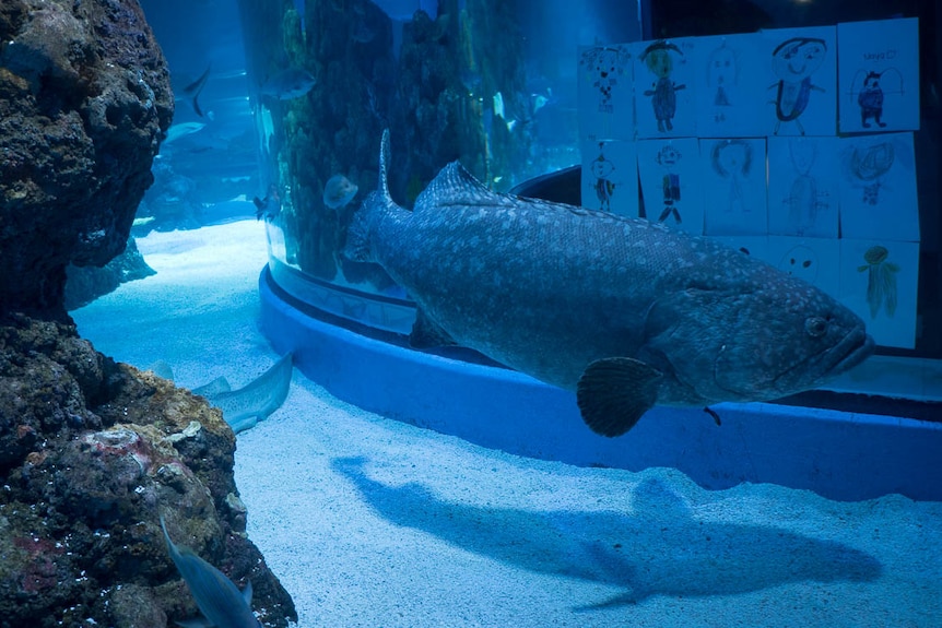 Fish in large tank looking at hand drawn pictures