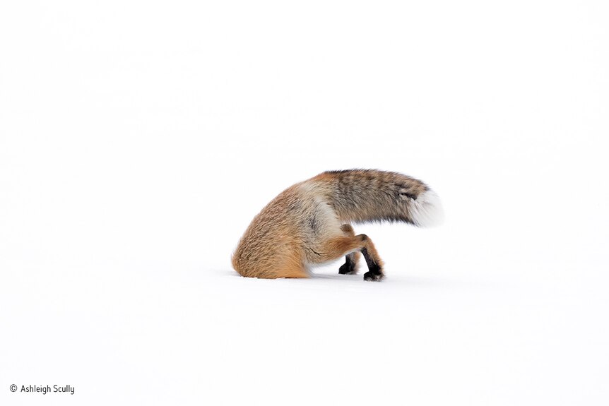 An American red fox head first in deep snow