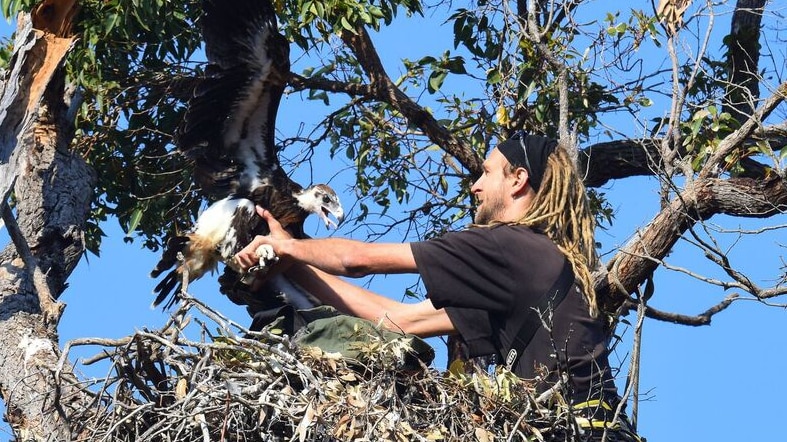 Simon Cherriman catching a chick