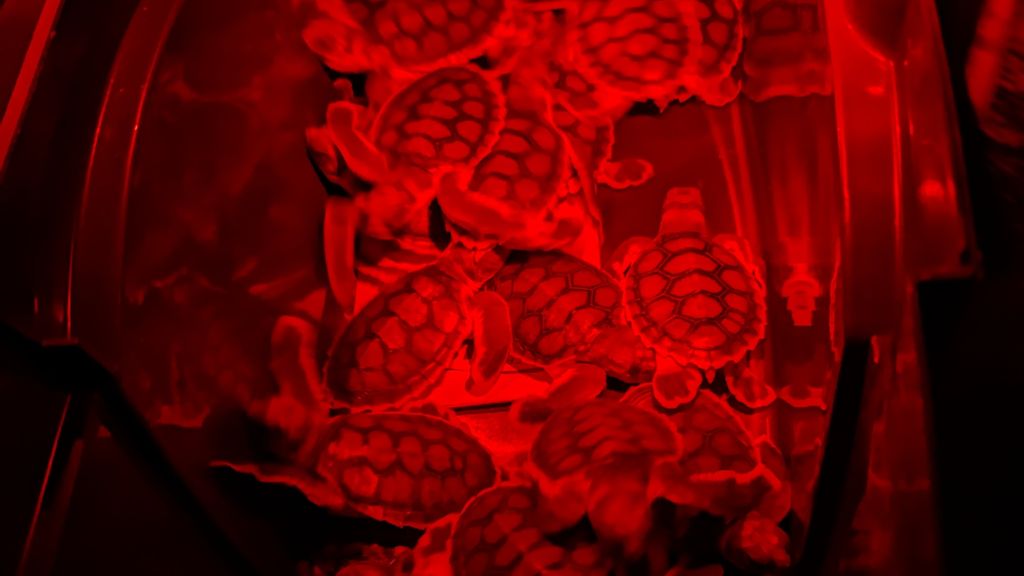 Turtles rescued by wildlife group after becoming disoriented by ...