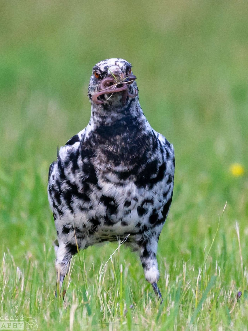 A black and white spotted magpie, holding worms in its beak