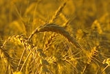 Wheat in a field