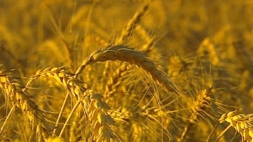 Wheat crops