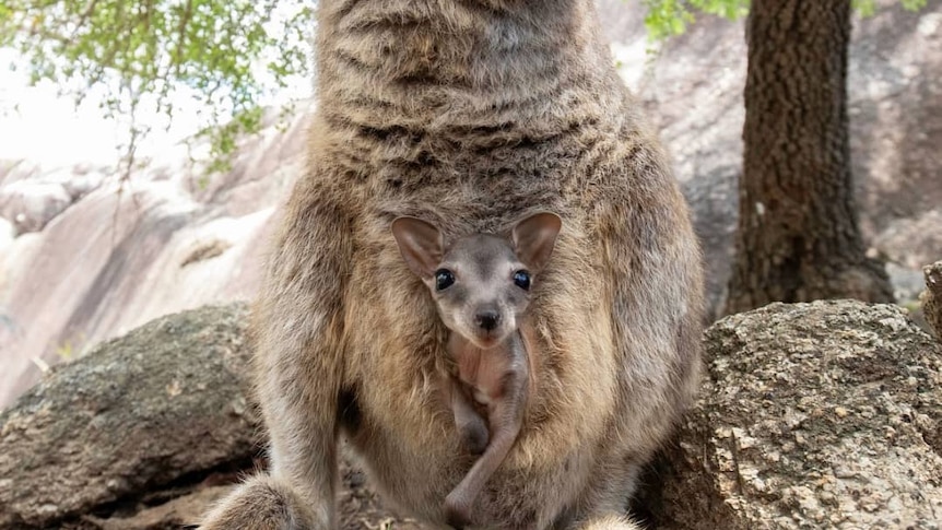 A rock wallaby with its joey peeking out of its pouch.