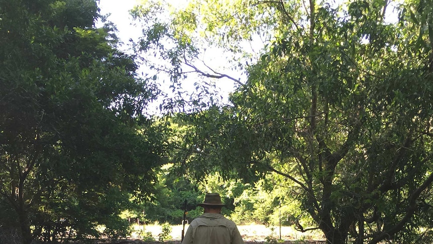 A man in ranger gear walks through a forest of seedlings.