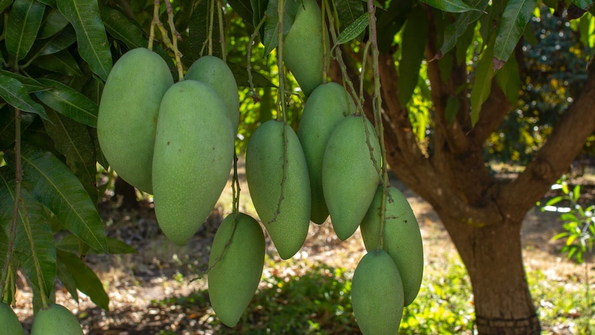 long green mangoes hanging on a tree.