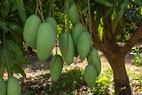 Long green mangoes hanging on a tree.