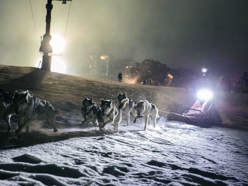 Alpine dogs compete in a night sled race on Mount Buller.