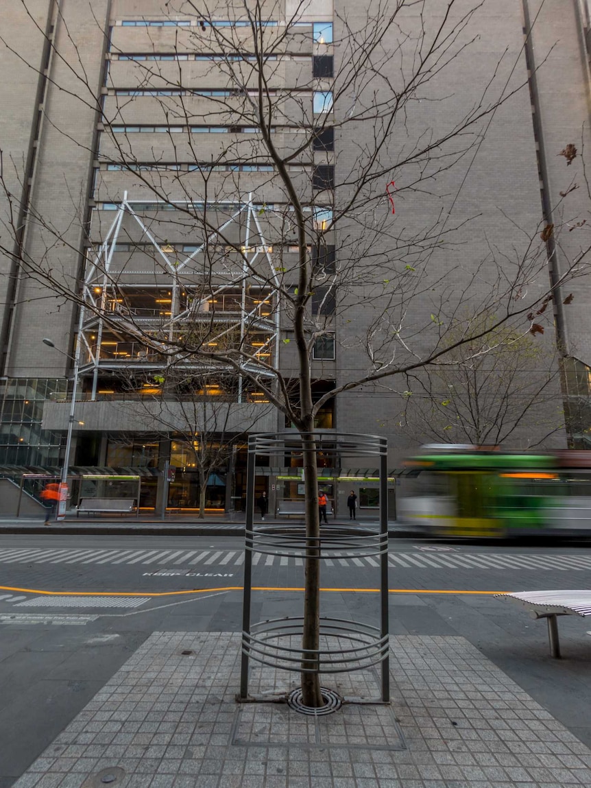 A tram passes behind a twig-like tree with an office block in the background.