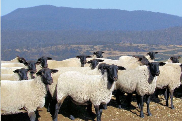 Marananga suffolk ewes