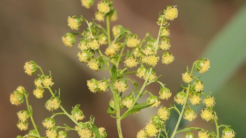 A plant with numerous dainty yellow flowers
