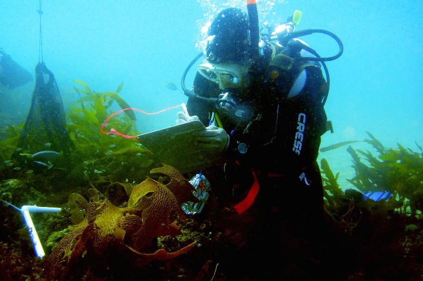 Scientists surveying kelp