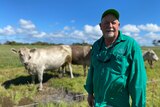 Bernard Atkins stands in a cap and green shirt, in front of silver cows and green pastures