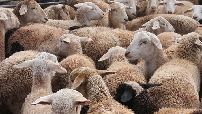 Sheep flock to country saleyards