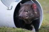 Tasmanian devil release program