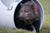 A vaccinated Tasmanian devil released into the wild