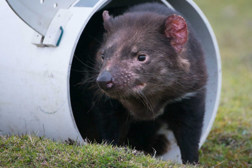 A vaccinated Tasmanian devil released into the wild