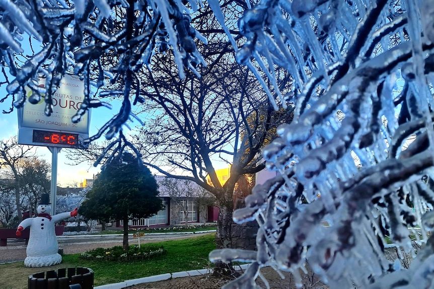 Ice covers trees at dawn during a cold snap in Sao Joaquim, Brazil