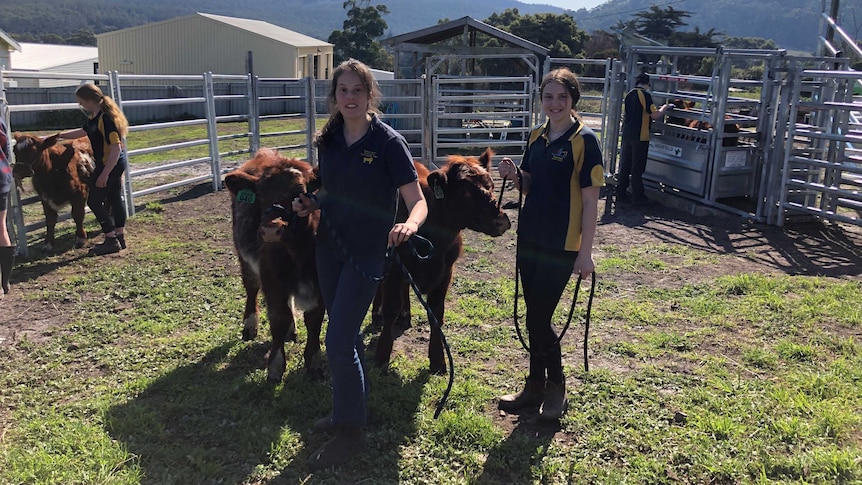 High school students leading young cattle.
