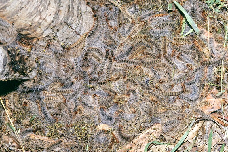 A group of hairy caterpillars at the base of a tree