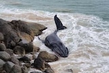 A small whale in rough water near rocks.