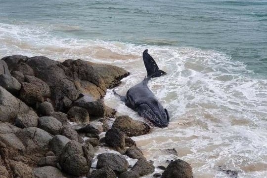 A small whale in rough water near rocks.