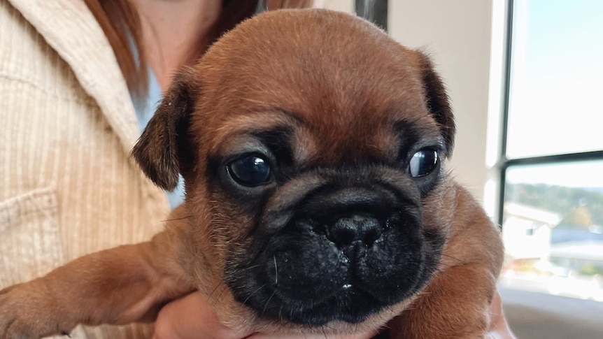 A puppy French Bulldog