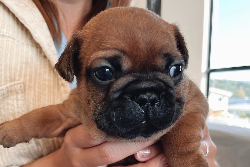 A puppy French Bulldog