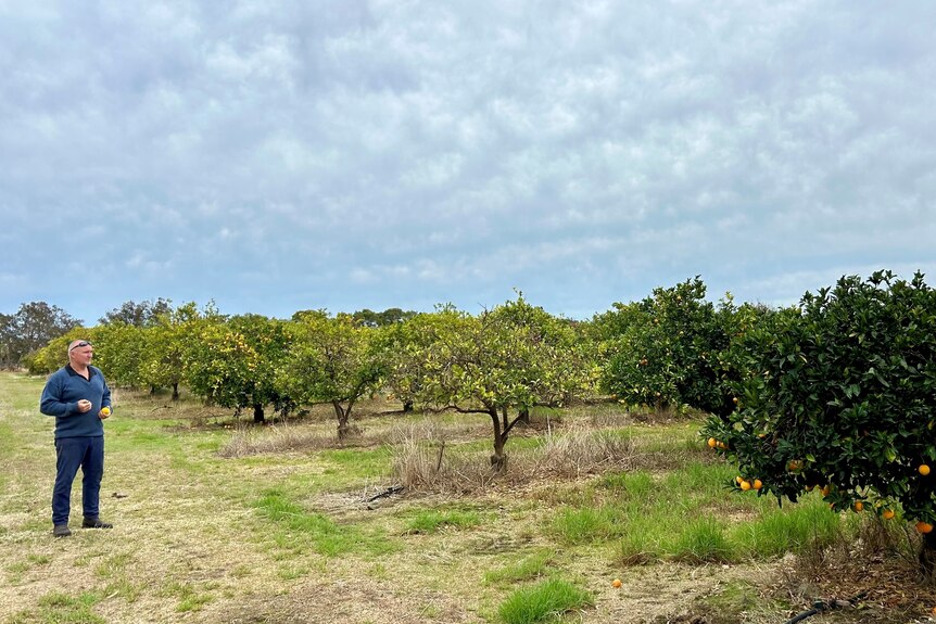 A man looks at his fruit trees