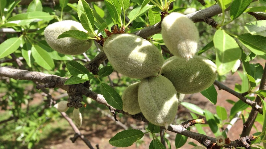 green almonds