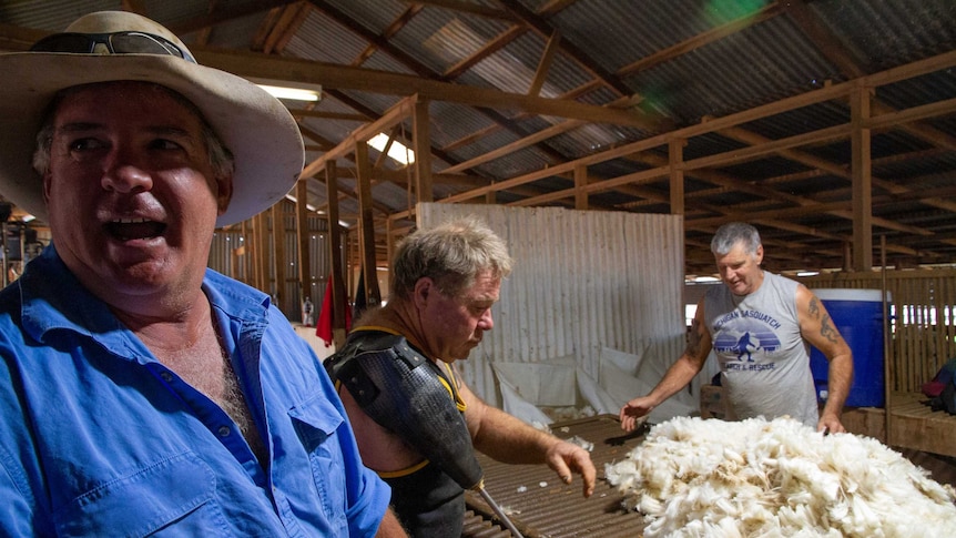 Three men gather around a wool classing table covered in fresh wool in a corrugated iron shearing shed.