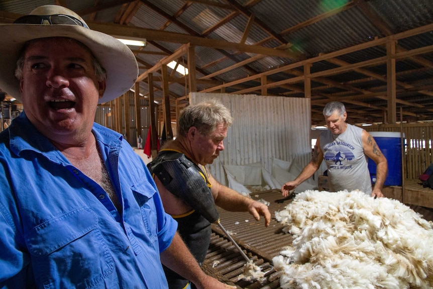 Three men gather around a wool classing table covered in fresh wool in a corrugated iron shearing shed.