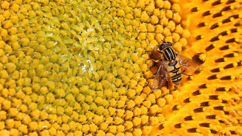 Hoverfly on a sunflower