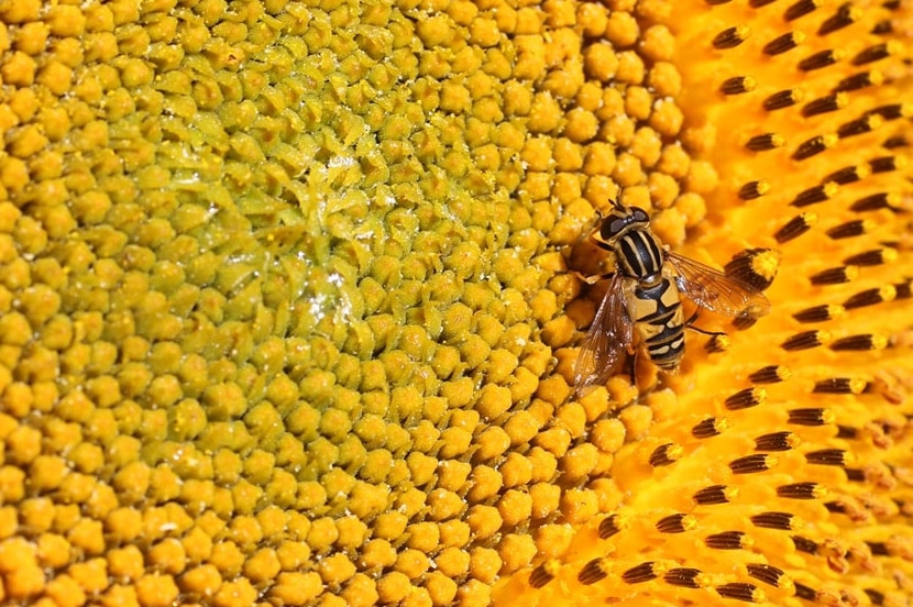 Hoverfly on a sunflower