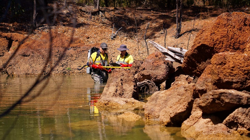 Two workers conduct fish surveys at one of the pools at the Talison lithium mine in Greenbushes.