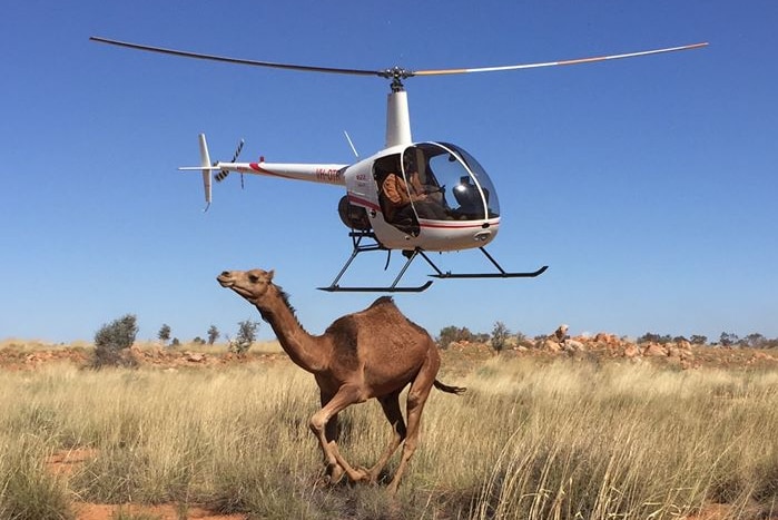 Helicopter flies in the air as a camel runs on the ground in front