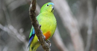 Orange-bellied parrot