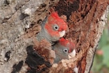 Two parrots with grey bodies and red heads in a tree.